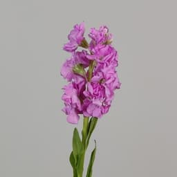 Pink one -headed mattiol0