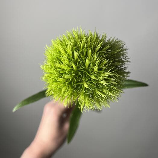 Зеленый пушистый диантус