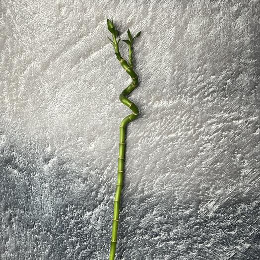 Bamboo Lucky Spiral