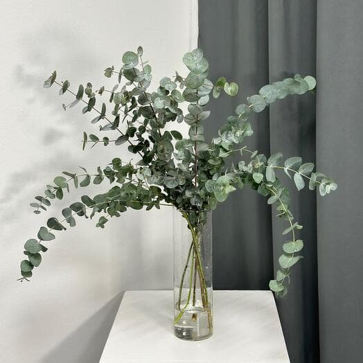 Eucalyptus