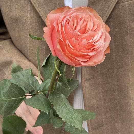 Пионовидная Роза Кахала