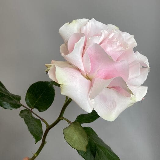 Tender French rose