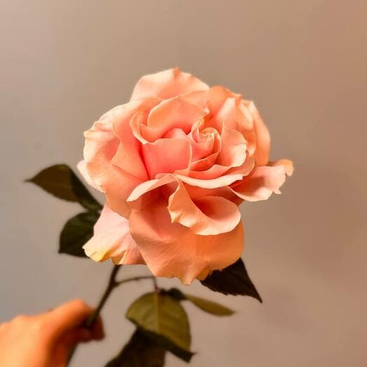 French rose is pink