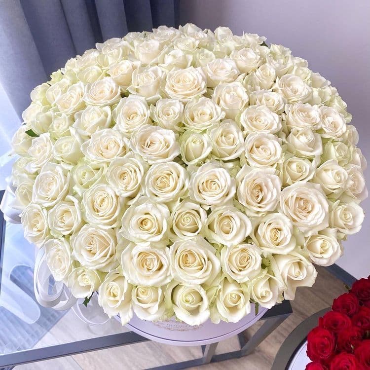 101 White Roses Elite