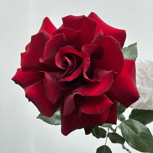 Красная французская Роза