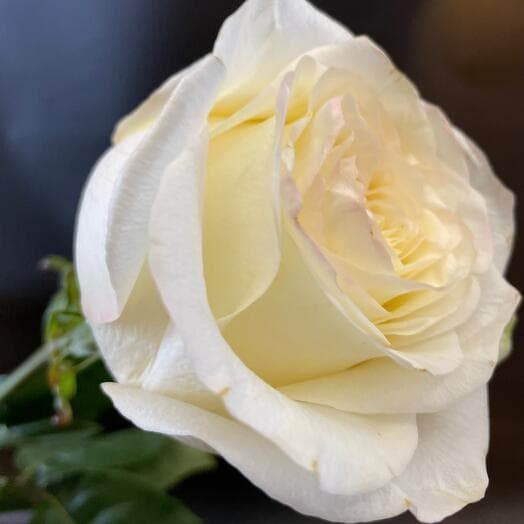 Rosa Kendi Light Pionovid