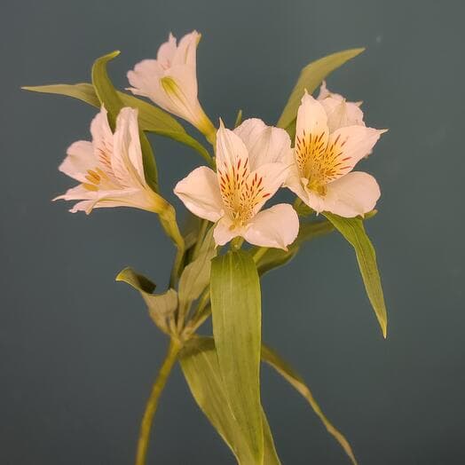 Alstromeria is white