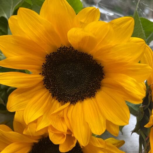 Sunflower mini