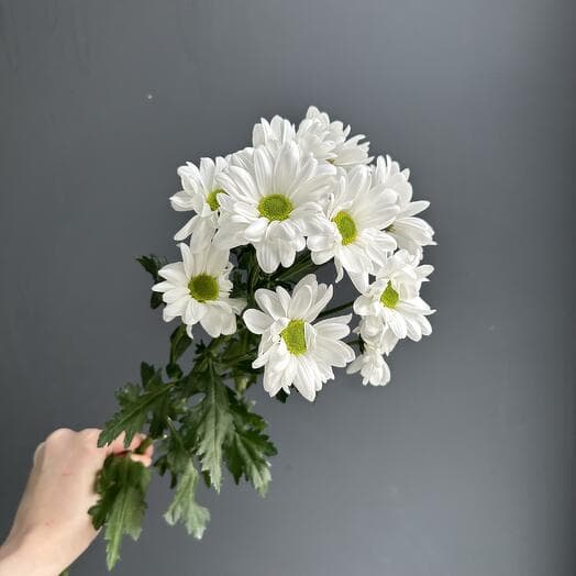 Хризантема кустовая белая