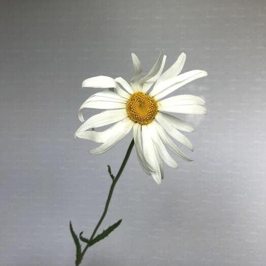 Ромашка крупная