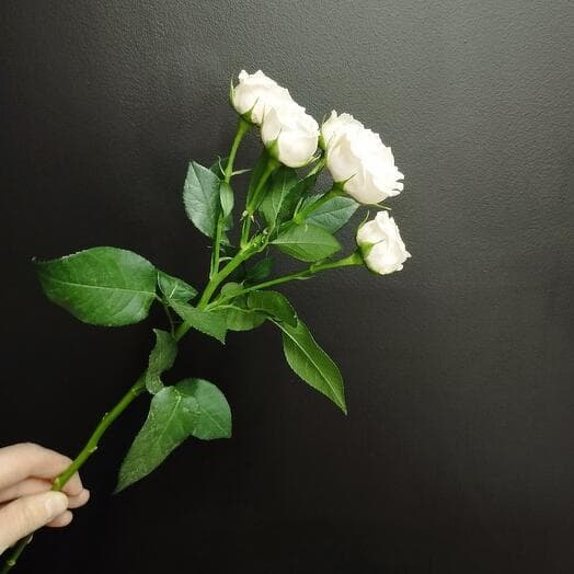 Bush rose