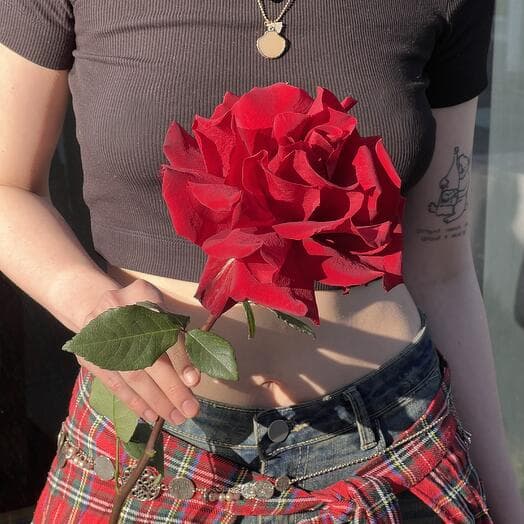 Французская Роза сорта Эксплорер