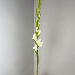 Gladiolus is white0