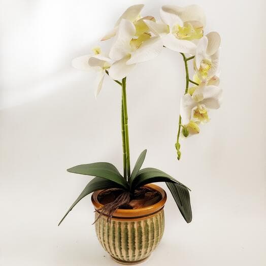 Latex orchid in ceramic kashpo