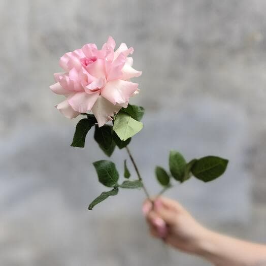 Розовая роза Мандала