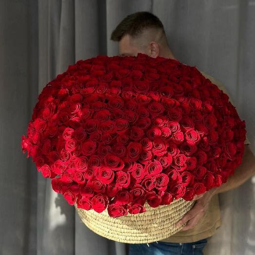 Rose 201