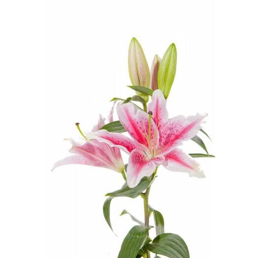 Lilia is white pink