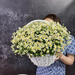 Chamomile in the basket0