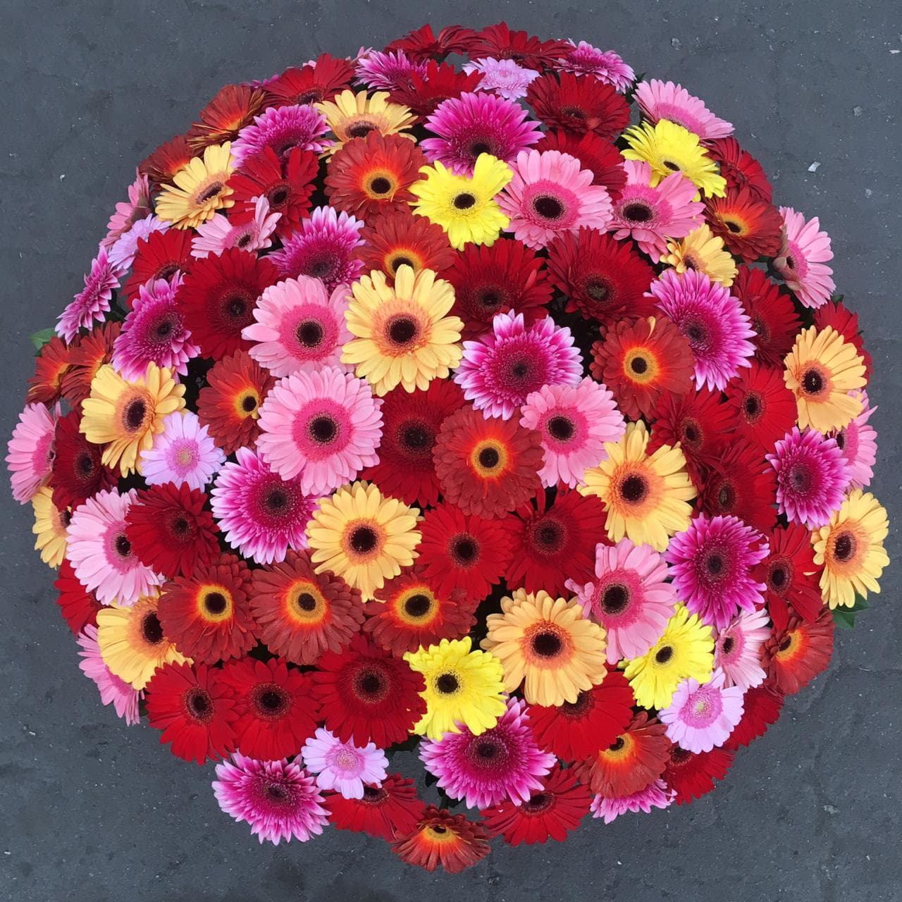 101 gerberas