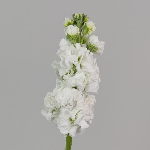 White one -headed mattiol