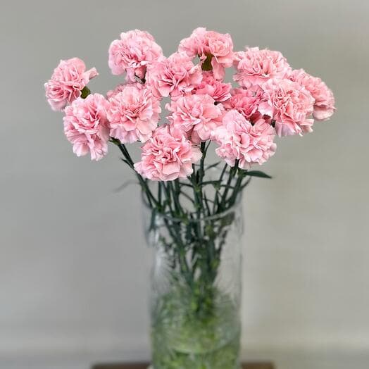 Romance one -headed diatus, 15 pcs