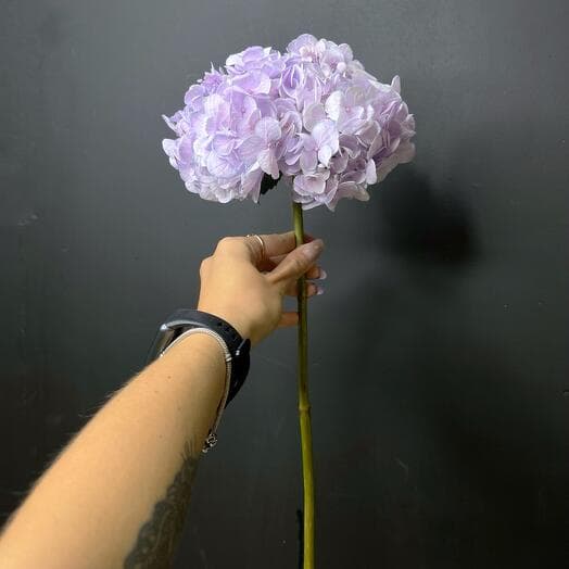 Lavender hydrangea Kenya