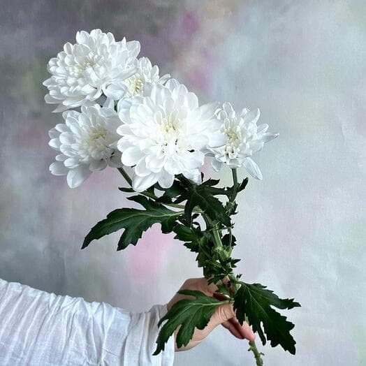 Bluezanthemum flower