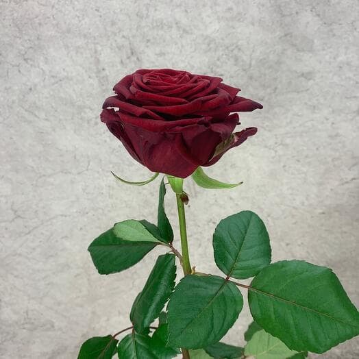 Роза Ред Наоми