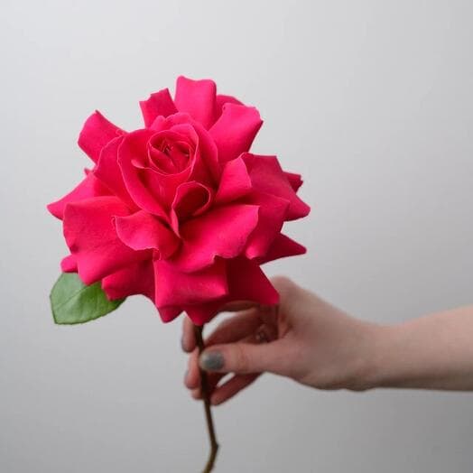 The French rose is fragrant