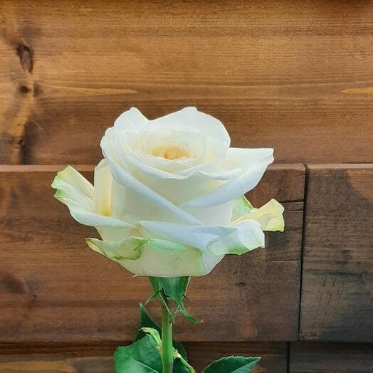 Rosa Kandelaite 60cm