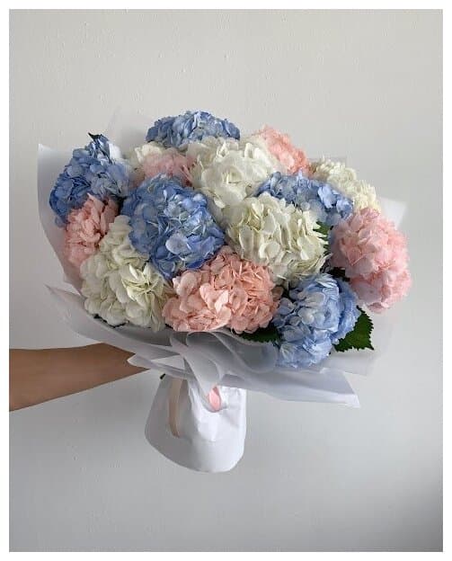 15 hydrangea