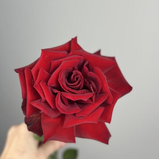 Red French rose 80 cm