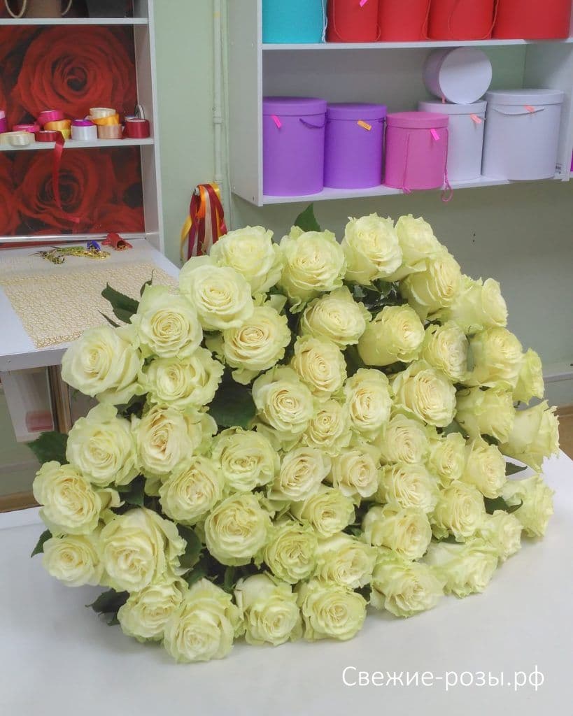 51 розы белые идеальные
