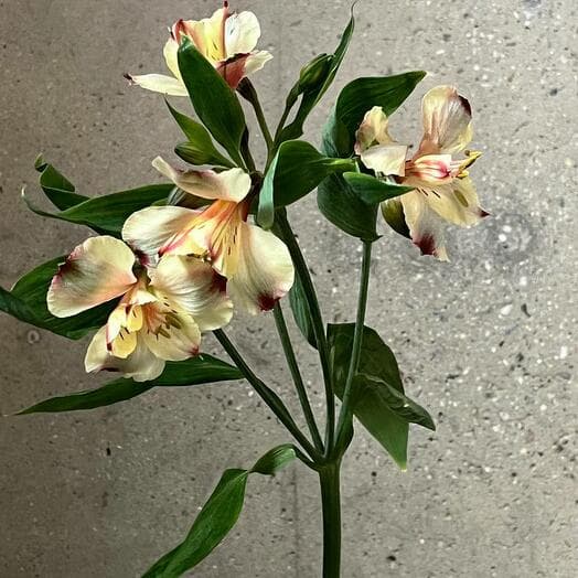 Alstromeria is pink 1 pc