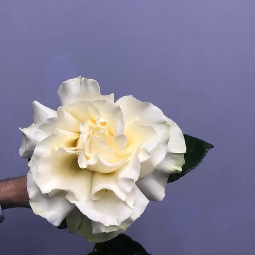 French rose