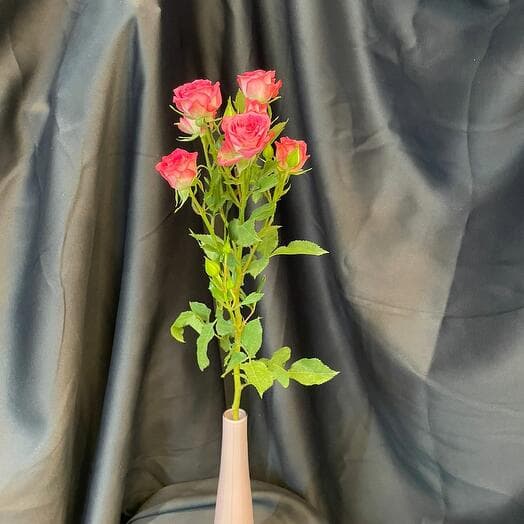 Роза Кустовая ( микс )