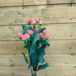 Hypericum red (3pcs) height 40 cm0