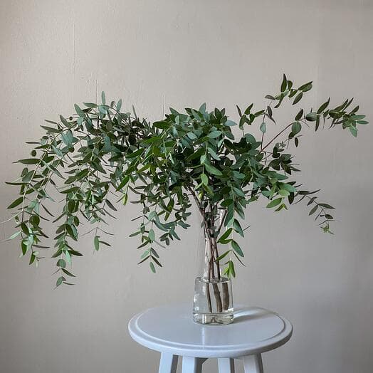 Eucalyptus Parvifolio