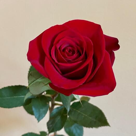 Роза Эквадор 60 см Эксплорер