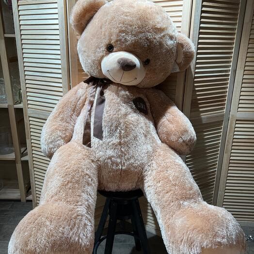 Bear