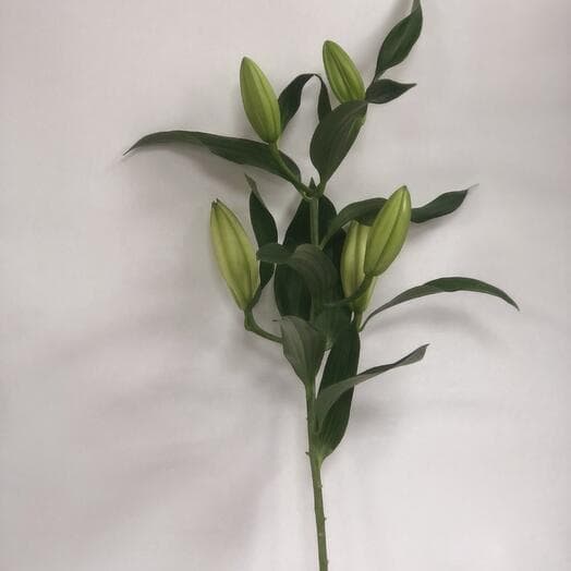 Lily