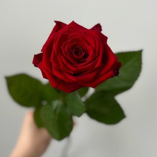 Красная роза