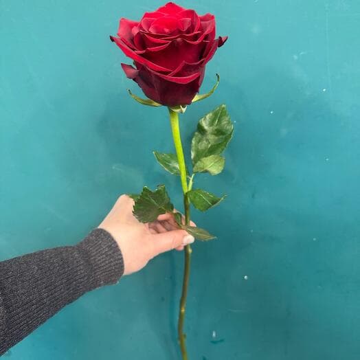 Rose Red Explorer