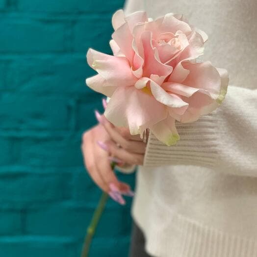 Розовая французская роза