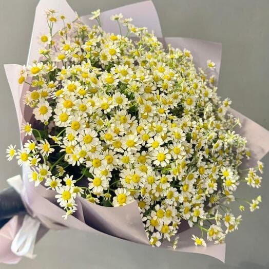 🌸Ромашки луговые