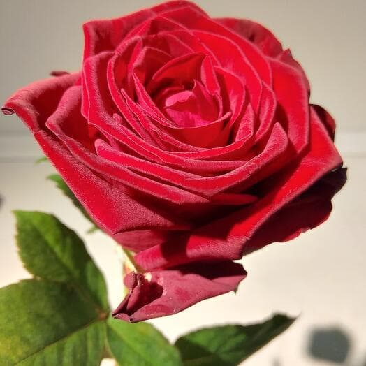 Роза красная ароматная Ред Наоми Россия 60см