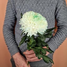 Chrysanthemum (price is for 5pcs)0