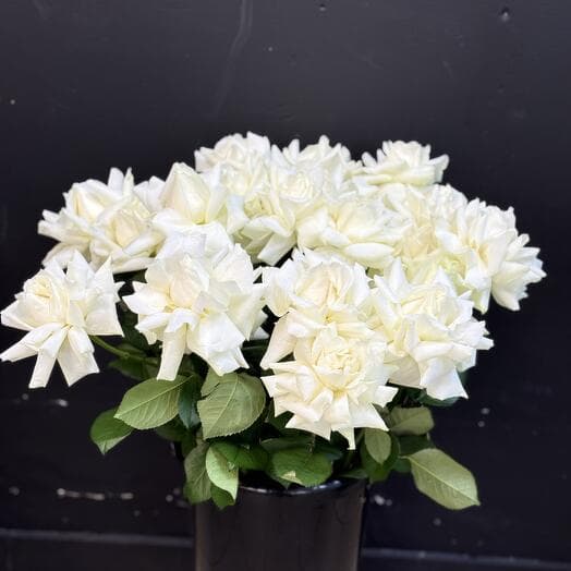 French roses