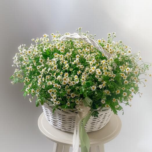 Basket with field daisies