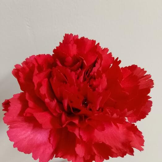 The cloves are one -headed red